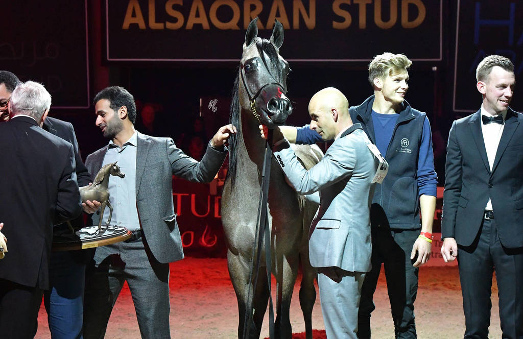 Yearling Colt Silver Champion: Al Maher Al Sayed (Alexxanderr X Mera Alsayed)   