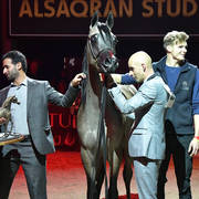 Yearling Colt Silver Champion: Al Maher Al Sayed (Alexxanderr X Mera Alsayed)   