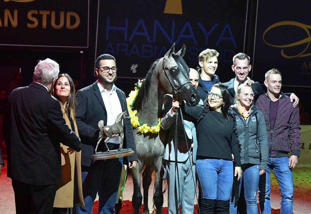 Yearling Colt Silver Champion: Al Maher Al Sayed (Alexxanderr X Mera Alsayed)   