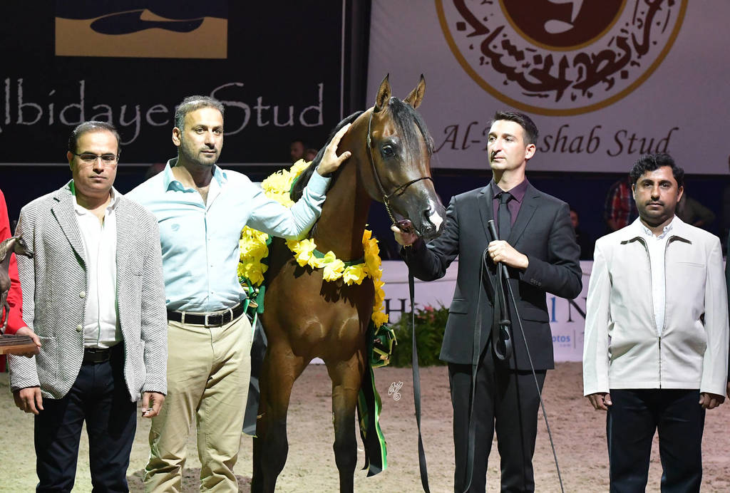 Yearling Colt Bronze Champion: D Bareq (FA El Rasheem X Royal Emira)   