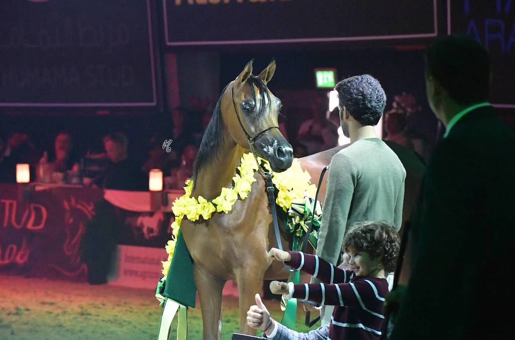 Yearling Gold Champion: AJ Samara (AJ Marden X Sama AM)  