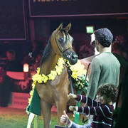 Yearling Gold Champion: AJ Samara (AJ Marden X Sama AM)  