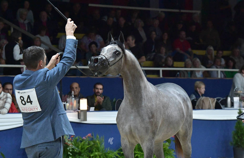 Yearling Filly Bronze Champion: D Shihanah (FA El Rasheem X D Shahla)  