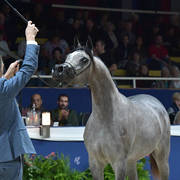 Yearling Filly Bronze Champion: D Shihanah (FA El Rasheem X D Shahla)  