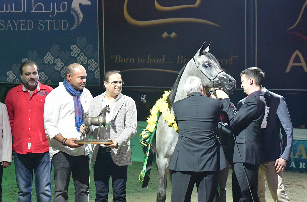 Yearling Filly Bronze Champion: D Shihanah (FA El Rasheem X D Shahla)  