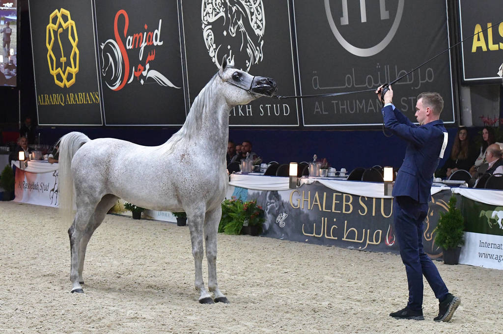 Gelding Gold Champion: Erogant (WH Justice X Raville)  