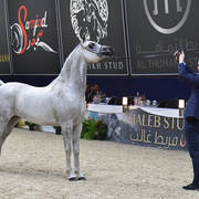 Gelding Gold Champion: Erogant (WH Justice X Raville)  