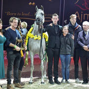 Gelding Gold Champion: Erogant (WH Justice X Raville)  