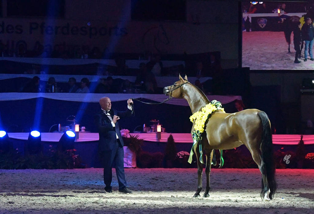 Gelding Silver Champion: AJA Alisandro (EKS Alihandro X AJA Catarina)  