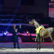 Gelding Silver Champion: AJA Alisandro (EKS Alihandro X AJA Catarina)  