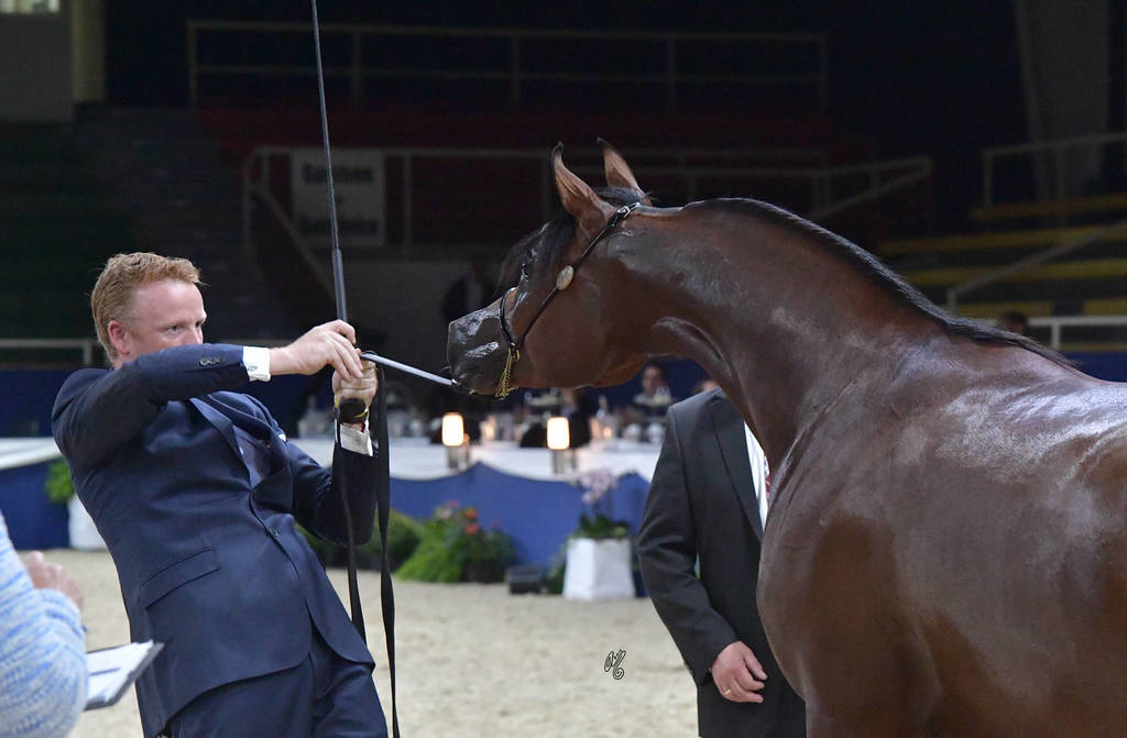 Yearling Colt Gold Champion: Admiraal (Emerald J X Haniyyah)  