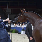 Yearling Colt Gold Champion: Admiraal (Emerald J X Haniyyah)  