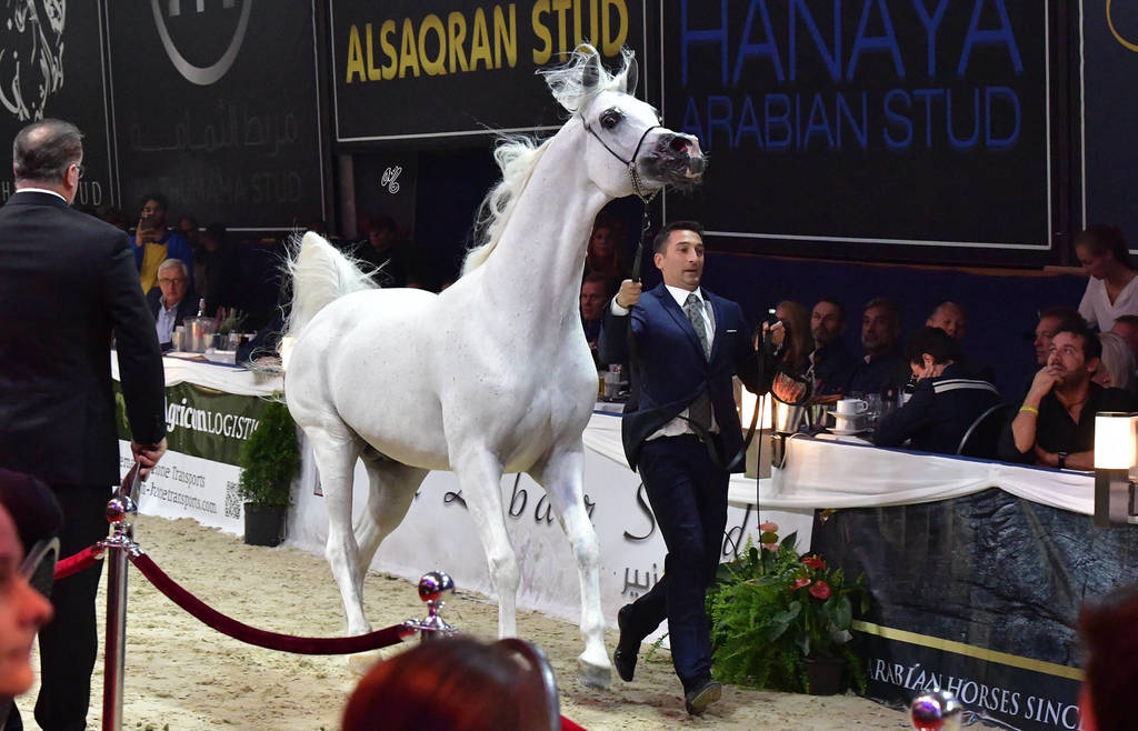 Lisa Abraham: The 2018 All Nations Cup Festival Photo Gallery