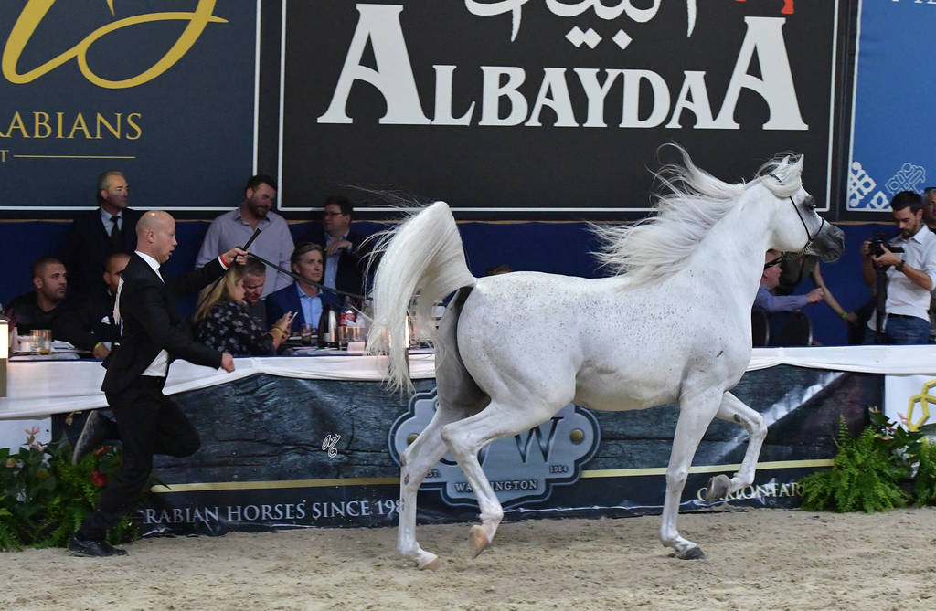 Stallions 7 Years Plus: Moharib Al Khazna