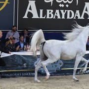 Stallions 7 Years Plus: Moharib Al Khazna