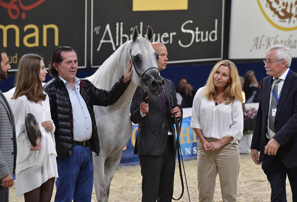 Stallions 4-6 Years: Atius O