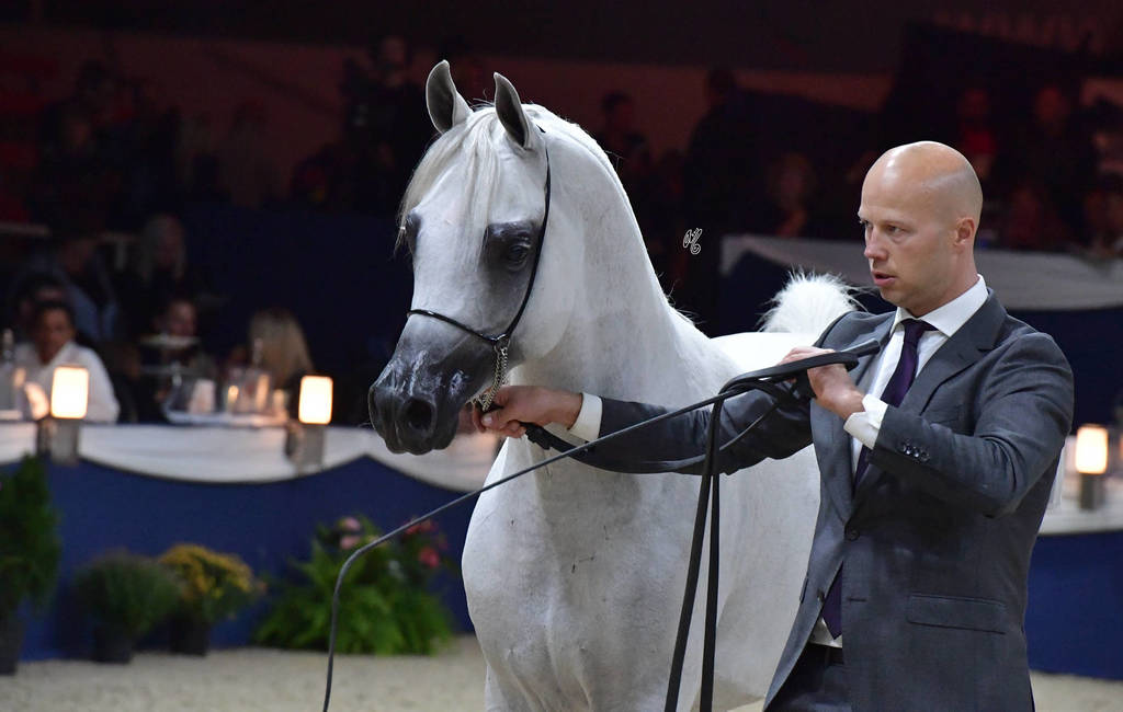 Stallions 4-6 Years: Atius O