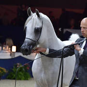 Stallions 4-6 Years: Atius O