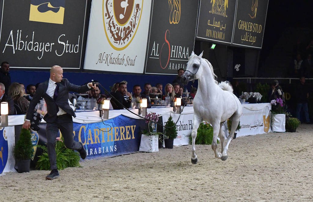 Stallions 4-6 Years: Atius O