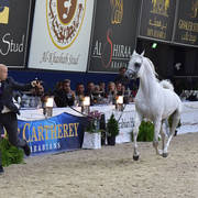 Stallions 4-6 Years: Atius O