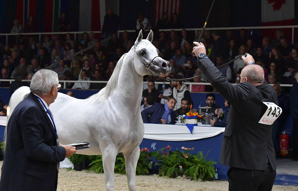 Stallions 4-6 Years: Wiron