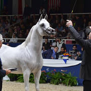 Stallions 4-6 Years: Wiron