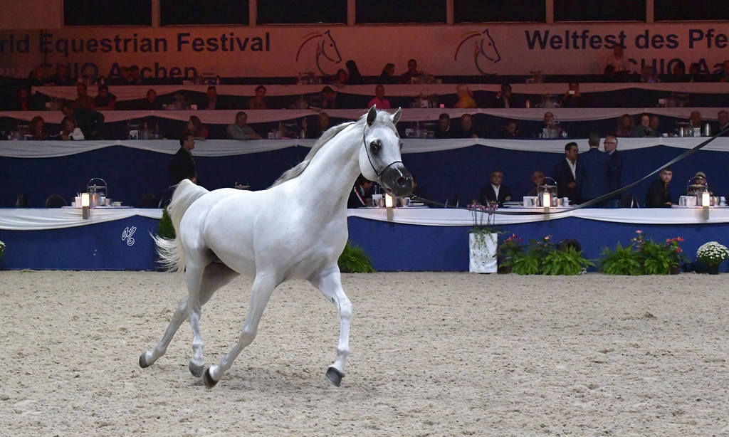 Stallions 4-6 Years: Equiborne K.A.