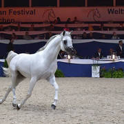 Stallions 4-6 Years: Equiborne K.A.