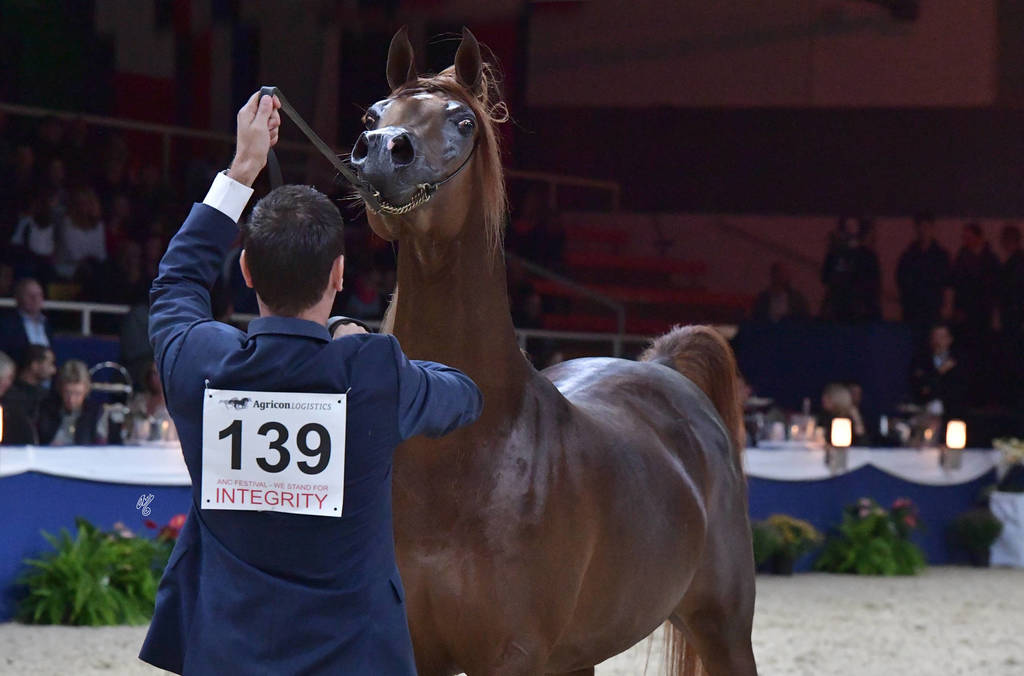 Stallions 4-6 Years: Jeryan Aljassimya