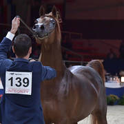 Stallions 4-6 Years: Jeryan Aljassimya