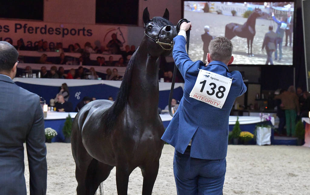 Stallions 4-6 Years: Sari Alo Wanah