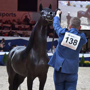 Stallions 4-6 Years: Sari Alo Wanah