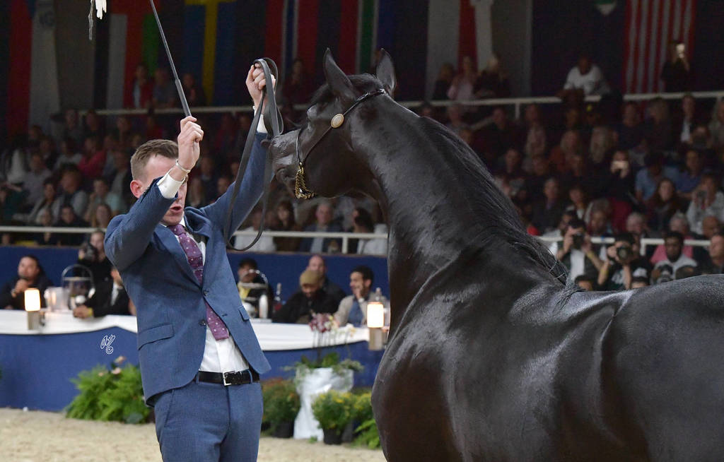 Stallions 4-6 Years: Sari Alo Wanah




