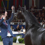 Stallions 4-6 Years: Sari Alo Wanah




