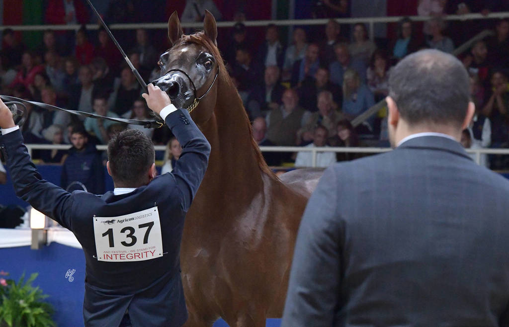 Stallions 4-6 Years: Vesuvius DPA