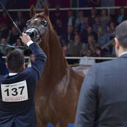 Stallions 4-6 Years: Vesuvius DPA