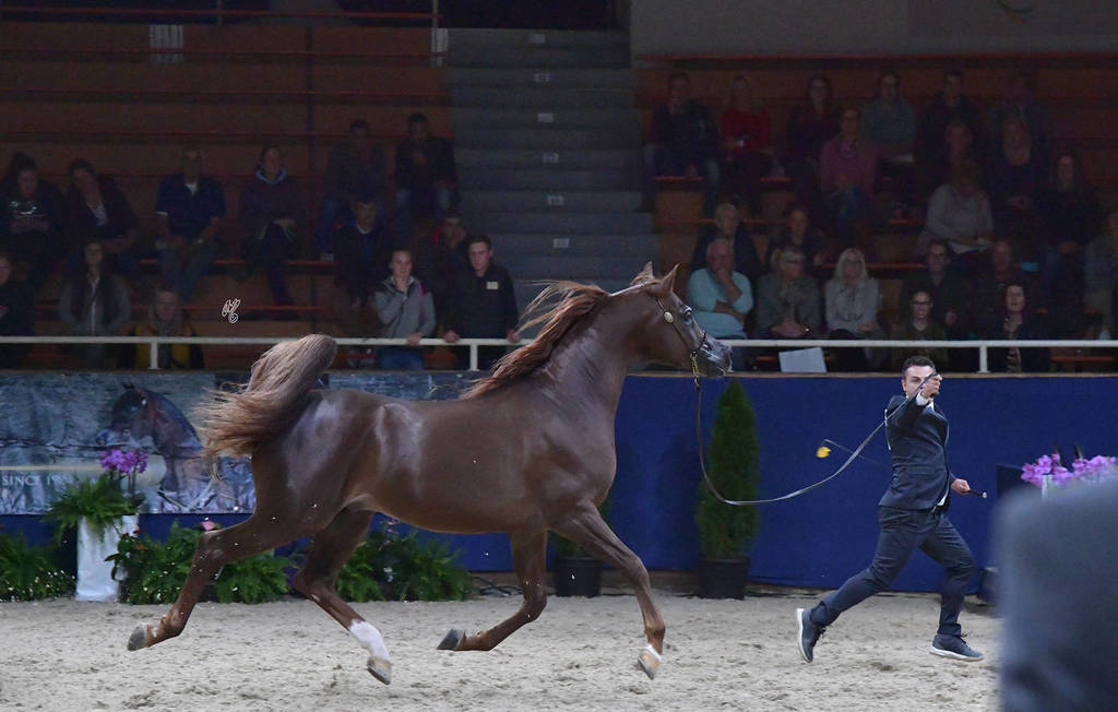 Stallions 4-6 Years: Vesuvius DPA