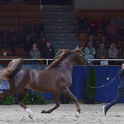 Stallions 4-6 Years: Vesuvius DPA