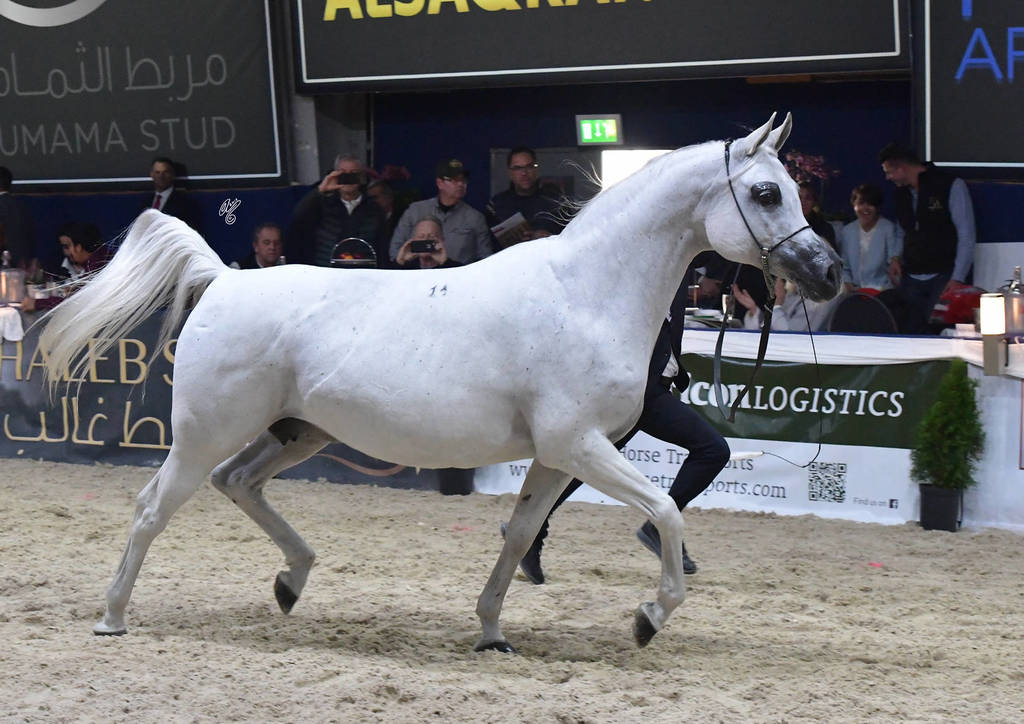 Mares 11 Years and Older: Palanga