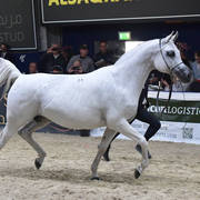 Mares 11 Years and Older: Palanga