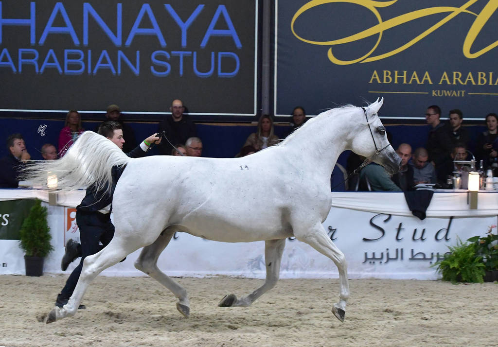 Mares 11 Years and Older: Palanga