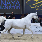 Mares 11 Years and Older: Palanga