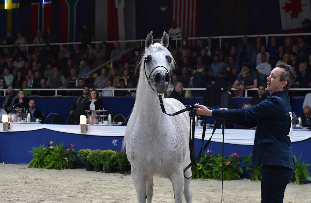 Mares 11 Years and Older: Grisenda Chandra