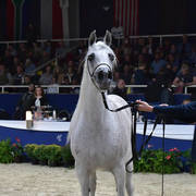 Mares 11 Years and Older: Grisenda Chandra