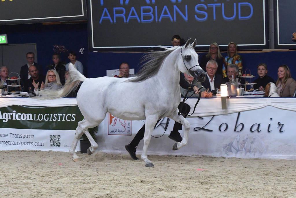 Mares 7-10 Years: Psyche Kreuza