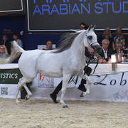 Mares 7-10 Years: Psyche Kreuza