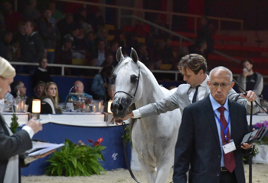 Mares 7-10 Years: Psyche Kreuza