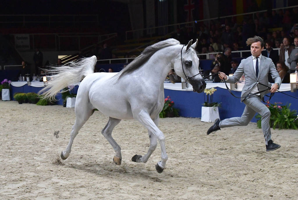 Mares 7-10 Years: Psyche Kreuza