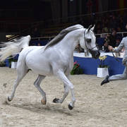 Mares 7-10 Years: Psyche Kreuza