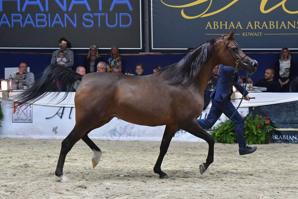 Mares 7-10 Years: Primera